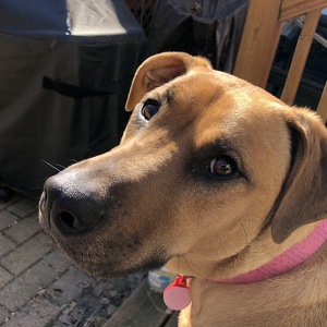 Team Page: Big Tan Dog